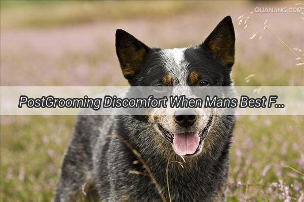 PostGrooming Discomfort When Mans Best Friend Pukes After a Pampering Session